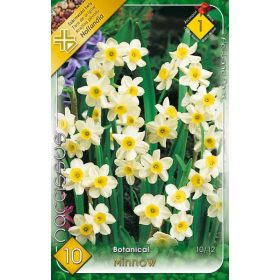 Virághagyma Narcissus Botanical Minnow 10 db