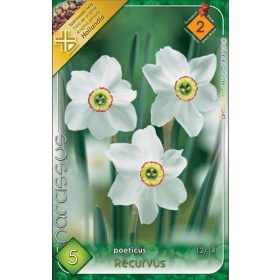 Virághagyma Narcissus Poeticus Recurvus 5 db
