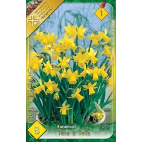 Virághagyma Narcissus Botanical Tete a Tete 8 db