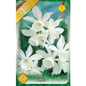 Virághagyma Narcissus Triandrus Thalia 5 db