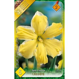 Virághagyma Narcissus Split Cororna Cassata 5 db