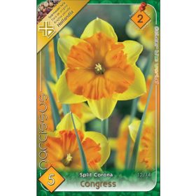 Virághagyma Narcissus Split Cororna Congress 5 db
