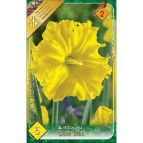 Virághagyma Narcissus Split Cororna Gold Disc 5 db