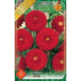 Virághagyma Dahlia Pompon Glow 1db