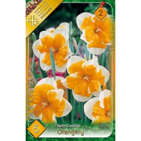 Virághagyma Narcissus Split Cororna Orangery 5 db