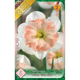 Virághagyma Narcissus Split Cororna Pink Wonder 5 db