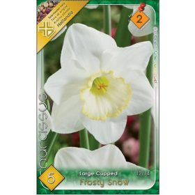 Virághagyma Narcissus Large Cupped Frosty Snow 5 db