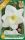 Virághagyma Narcissus Large Cupped Frosty Snow 5 db