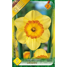 Virághagyma Narcissus Large Cupped Delibes 5 db