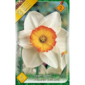 Virághagyma Narcissus Large Cupped Flower Record 5 db