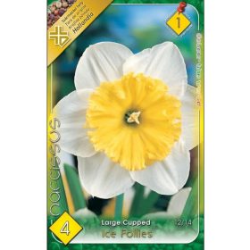 Virághagyma Narcissus Large Cupped Ice Follies 4 db