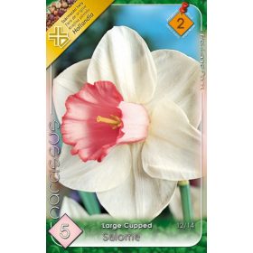 Virághagyma Narcissus Large Cupped Salome 5 db