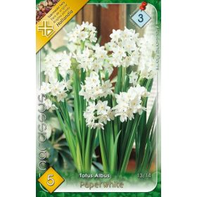 Virághagyma Narcissus Totus Albus Paperwhite 5 db