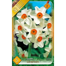 Virághagyma Narcissus Tazetta Geranium 5 db