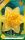 Virághagyma Narcissus Double Dick Wilden 5 db
