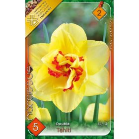 Virághagyma Narcissus Double Tahiti 5 db
