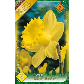 Virághagyma Narcissus Trumpet Duch Master 5 db