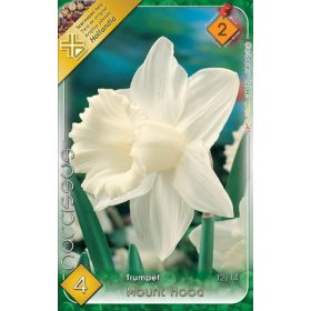 Virághagyma Narcissus Trumpet Mount Hood 4 db