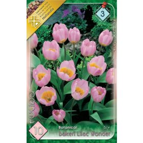 Virághagyma Tulipa Botanical bakeri Lilac Wonder 10 db