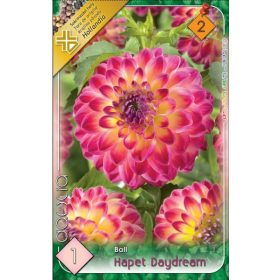 Virághagyma Dahlia Ball Hapet Daydream 1db