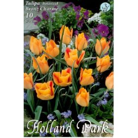 Virághagyma Tulipa Botanical Bronz Charme 10 db