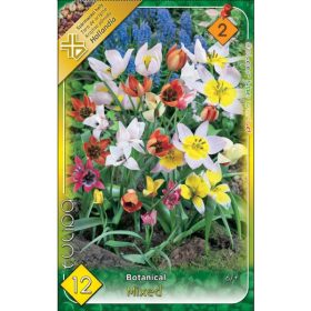 Virághagyma Tulipa Botanical mixed 12 db