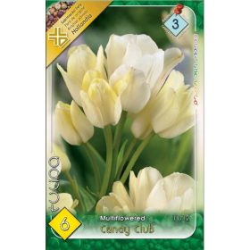 Virághagyma Tulipa Multiflovered Candy Club 6 db