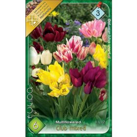 Virághagyma Tulipa Multiflovered Club mixed 6 db