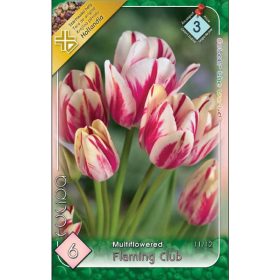 Virághagyma Tulipa Multiflovered Flaming Club 6 db