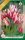 Virághagyma Tulipa Multiflovered Flaming Club 6 db