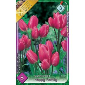 Virághagyma Tulipa Multiflovered Happy Family 8 db