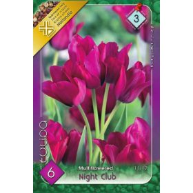 Virághagyma Tulipa Multiflovered Night Club 6 db