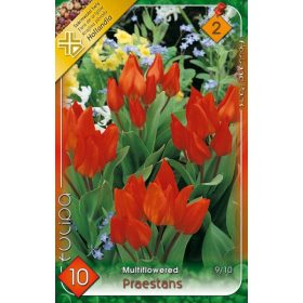 Virághagyma Tulipa Multiflovered Praestans 10 db
