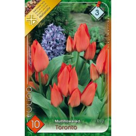 Virághagyma Tulipa Multiflovered Toronto 10 db