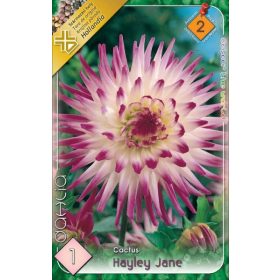 Virághagyma Dahlia Cactus Hayley Jane 1db
