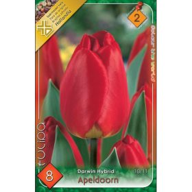 Virághagyma Tulipa Darwin Hybrid Apeldoorn 8 db