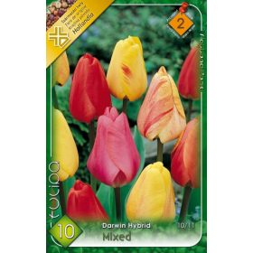 Virághagyma Tulipa Darwin Hybrid mixed 10 db