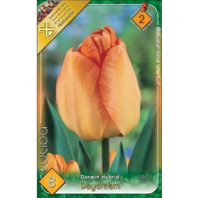 Virághagyma Tulipa Darwin Hybrid Daydream 8 db