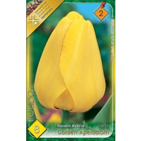 Virághagyma Tulipa Darwin Hybrid Golden Apeldoorn 8 db