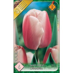 Virághagyma Tulipa Darwin Hybrid Ollioules 6 db