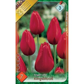 Virághagyma Tulipa Single Late Kingsblood 7 db