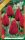 Virághagyma Tulipa Single Late Kingsblood 7 db