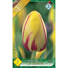Virághagyma Tulipa Single Late La Courtine 7 db