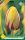 Virághagyma Tulipa Single Late La Courtine 7 db