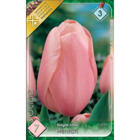 Virághagyma Tulipa Single Late Menton 7 db