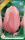 Virághagyma Tulipa Single Late Menton 7 db