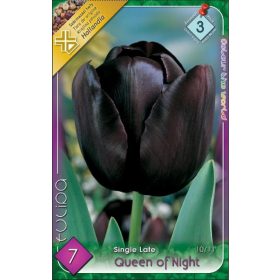 Virághagyma Tulipa Single Late Queen of Night 7 db