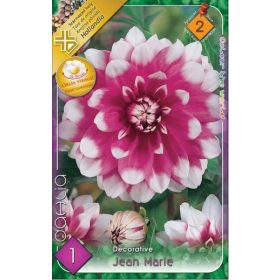 Virághagyma Dahlia Decorative Jean Marie 1db
