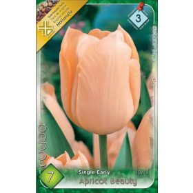 Virághagyma Tulipa Single Late Apricot Beauty 7 db