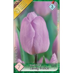Virághagyma Tulipa Single Late Candy Prince 7 db
